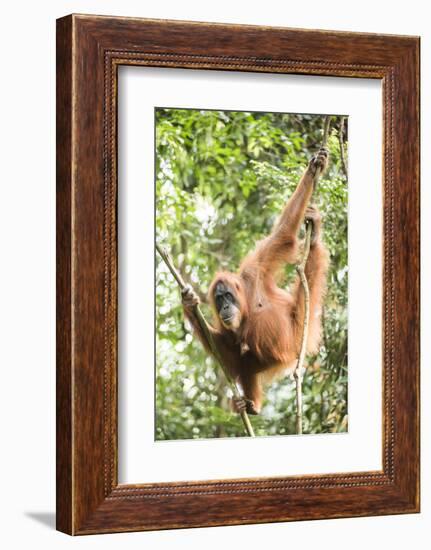 Female Orangutan (Pongo Abelii) in the Rainforest Near Bukit Lawang, Gunung Leuser National Park-Matthew Williams-Ellis-Framed Photographic Print