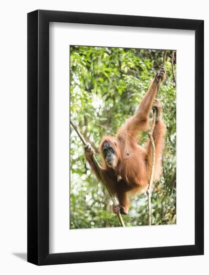 Female Orangutan (Pongo Abelii) in the Rainforest Near Bukit Lawang, Gunung Leuser National Park-Matthew Williams-Ellis-Framed Photographic Print