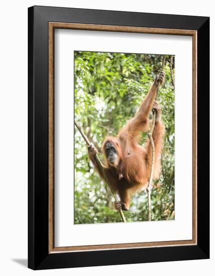 Female Orangutan (Pongo Abelii) in the Rainforest Near Bukit Lawang, Gunung Leuser National Park-Matthew Williams-Ellis-Framed Photographic Print