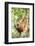 Female Orangutan (Pongo Abelii) in the Rainforest Near Bukit Lawang, Gunung Leuser National Park-Matthew Williams-Ellis-Framed Photographic Print