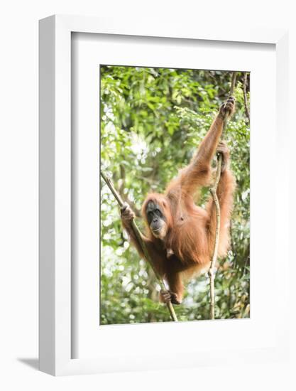 Female Orangutan (Pongo Abelii) in the Rainforest Near Bukit Lawang, Gunung Leuser National Park-Matthew Williams-Ellis-Framed Photographic Print