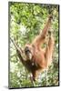 Female Orangutan (Pongo Abelii) in the Rainforest Near Bukit Lawang, Gunung Leuser National Park-Matthew Williams-Ellis-Mounted Photographic Print