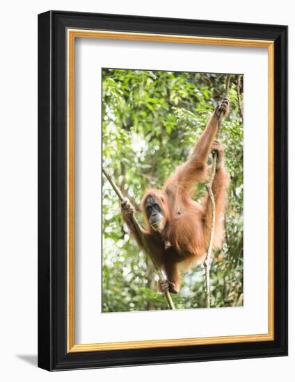 Female Orangutan (Pongo Abelii) in the Rainforest Near Bukit Lawang, Gunung Leuser National Park-Matthew Williams-Ellis-Framed Photographic Print