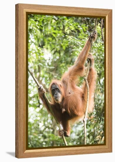 Female Orangutan (Pongo Abelii) in the Rainforest Near Bukit Lawang, Gunung Leuser National Park-Matthew Williams-Ellis-Framed Premier Image Canvas