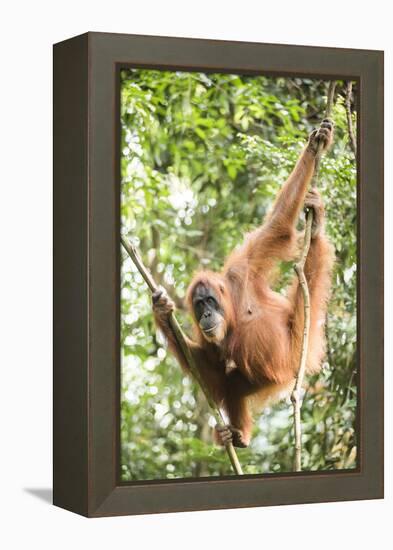 Female Orangutan (Pongo Abelii) in the Rainforest Near Bukit Lawang, Gunung Leuser National Park-Matthew Williams-Ellis-Framed Premier Image Canvas