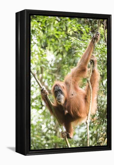 Female Orangutan (Pongo Abelii) in the Rainforest Near Bukit Lawang, Gunung Leuser National Park-Matthew Williams-Ellis-Framed Premier Image Canvas