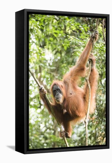 Female Orangutan (Pongo Abelii) in the Rainforest Near Bukit Lawang, Gunung Leuser National Park-Matthew Williams-Ellis-Framed Premier Image Canvas