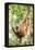 Female Orangutan (Pongo Abelii) in the Rainforest Near Bukit Lawang, Gunung Leuser National Park-Matthew Williams-Ellis-Framed Premier Image Canvas