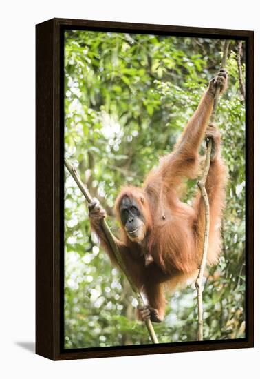 Female Orangutan (Pongo Abelii) in the Rainforest Near Bukit Lawang, Gunung Leuser National Park-Matthew Williams-Ellis-Framed Premier Image Canvas