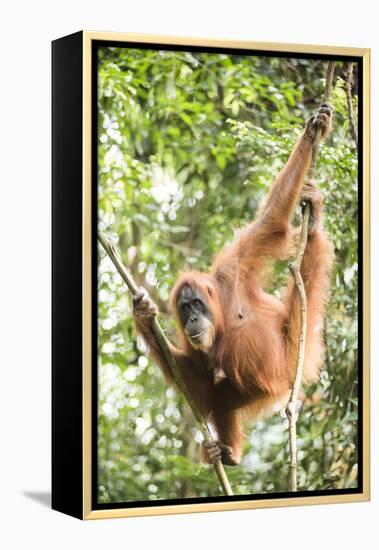 Female Orangutan (Pongo Abelii) in the Rainforest Near Bukit Lawang, Gunung Leuser National Park-Matthew Williams-Ellis-Framed Premier Image Canvas