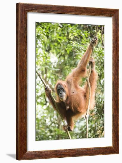 Female Orangutan (Pongo Abelii) in the Rainforest Near Bukit Lawang, Gunung Leuser National Park-Matthew Williams-Ellis-Framed Photographic Print