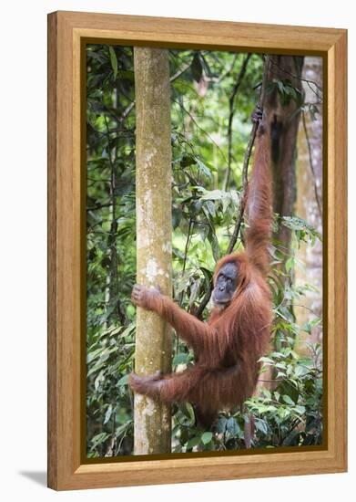 Female Orangutan (Pongo Abelii) in the Rainforest Near Bukit Lawang, Gunung Leuser National Park-Matthew Williams-Ellis-Framed Premier Image Canvas