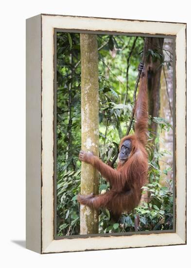 Female Orangutan (Pongo Abelii) in the Rainforest Near Bukit Lawang, Gunung Leuser National Park-Matthew Williams-Ellis-Framed Premier Image Canvas