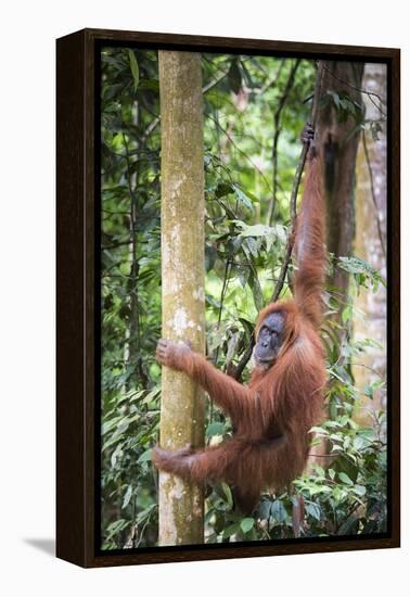 Female Orangutan (Pongo Abelii) in the Rainforest Near Bukit Lawang, Gunung Leuser National Park-Matthew Williams-Ellis-Framed Premier Image Canvas