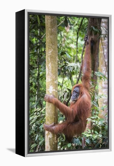 Female Orangutan (Pongo Abelii) in the Rainforest Near Bukit Lawang, Gunung Leuser National Park-Matthew Williams-Ellis-Framed Premier Image Canvas