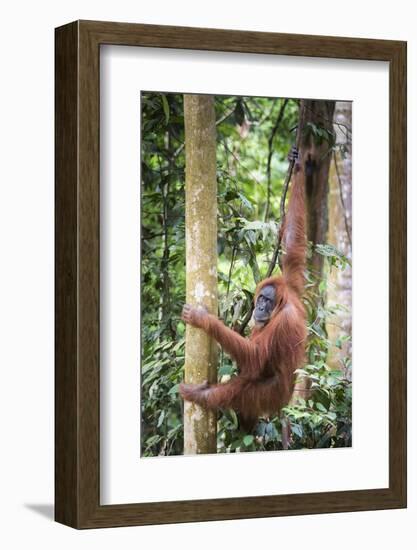 Female Orangutan (Pongo Abelii) in the Rainforest Near Bukit Lawang, Gunung Leuser National Park-Matthew Williams-Ellis-Framed Photographic Print