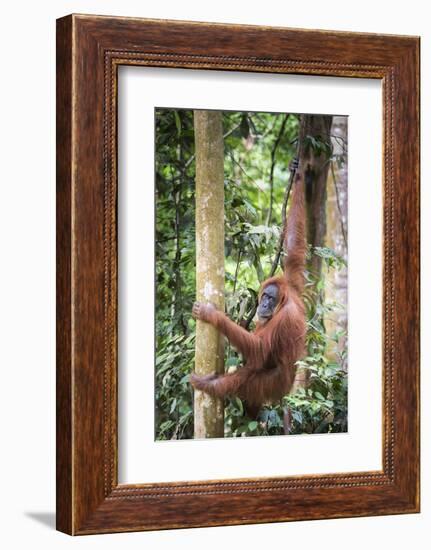 Female Orangutan (Pongo Abelii) in the Rainforest Near Bukit Lawang, Gunung Leuser National Park-Matthew Williams-Ellis-Framed Photographic Print