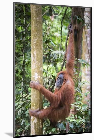 Female Orangutan (Pongo Abelii) in the Rainforest Near Bukit Lawang, Gunung Leuser National Park-Matthew Williams-Ellis-Mounted Photographic Print