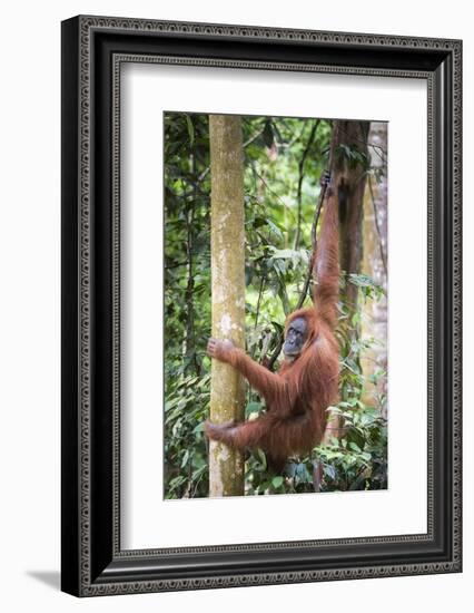 Female Orangutan (Pongo Abelii) in the Rainforest Near Bukit Lawang, Gunung Leuser National Park-Matthew Williams-Ellis-Framed Photographic Print