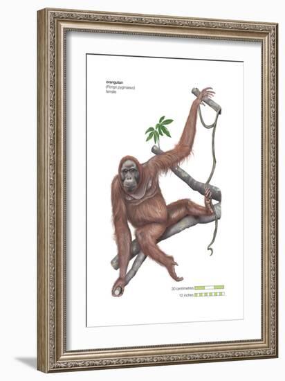 Female Orangutan (Pongo Pygmaeus), Ape, Mammals-Encyclopaedia Britannica-Framed Art Print