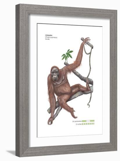 Female Orangutan (Pongo Pygmaeus), Ape, Mammals-Encyclopaedia Britannica-Framed Art Print