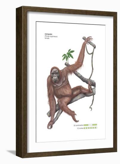 Female Orangutan (Pongo Pygmaeus), Ape, Mammals-Encyclopaedia Britannica-Framed Art Print