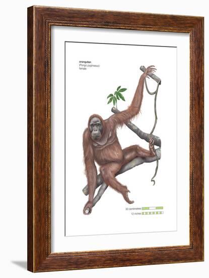 Female Orangutan (Pongo Pygmaeus), Ape, Mammals-Encyclopaedia Britannica-Framed Art Print