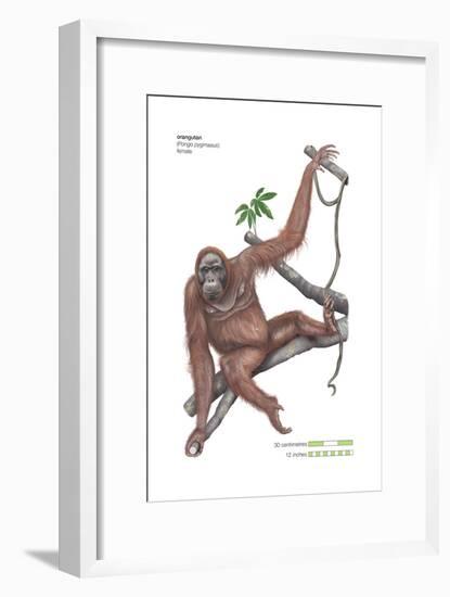 Female Orangutan (Pongo Pygmaeus), Ape, Mammals-Encyclopaedia Britannica-Framed Art Print