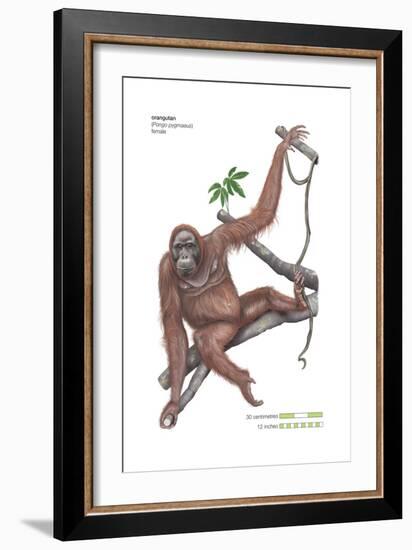 Female Orangutan (Pongo Pygmaeus), Ape, Mammals-Encyclopaedia Britannica-Framed Art Print