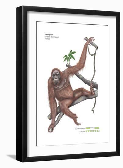 Female Orangutan (Pongo Pygmaeus), Ape, Mammals-Encyclopaedia Britannica-Framed Art Print