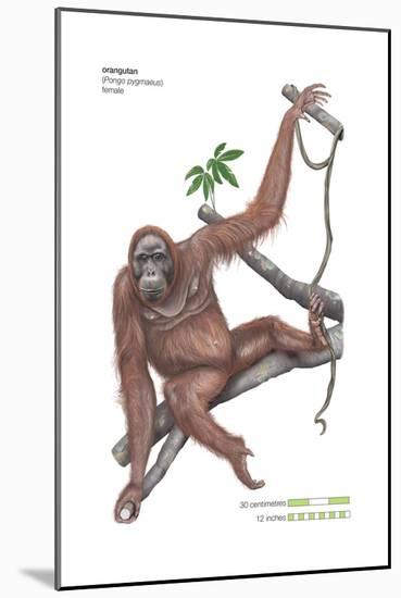 Female Orangutan (Pongo Pygmaeus), Ape, Mammals-Encyclopaedia Britannica-Mounted Art Print
