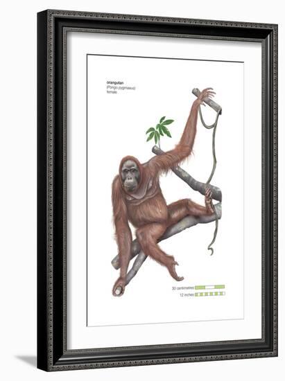 Female Orangutan (Pongo Pygmaeus), Ape, Mammals-Encyclopaedia Britannica-Framed Art Print