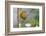 Female Orchard oriole, South Padre Island, Texas-Adam Jones-Framed Photographic Print