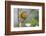 Female Orchard oriole, South Padre Island, Texas-Adam Jones-Framed Photographic Print