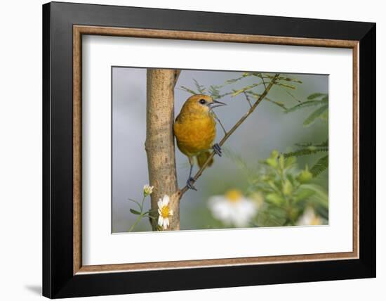 Female Orchard oriole, South Padre Island, Texas-Adam Jones-Framed Photographic Print