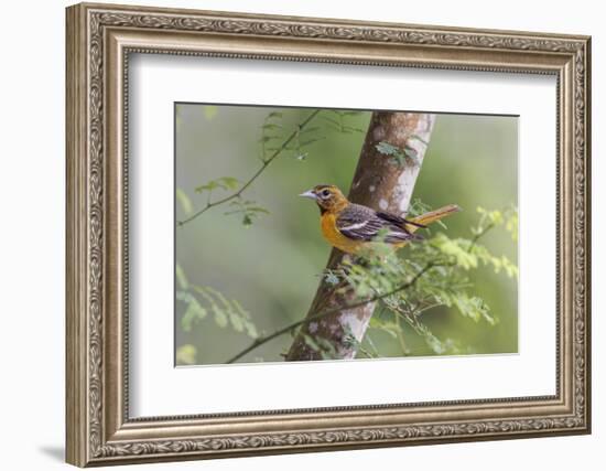 Female Orchard oriole, South Padre Island, Texas-Adam Jones-Framed Photographic Print