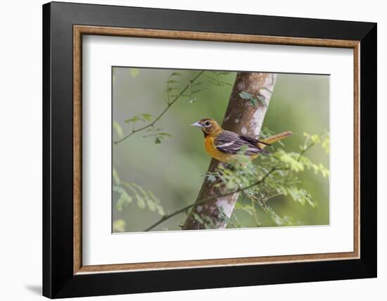 Female Orchard oriole, South Padre Island, Texas-Adam Jones-Framed Photographic Print