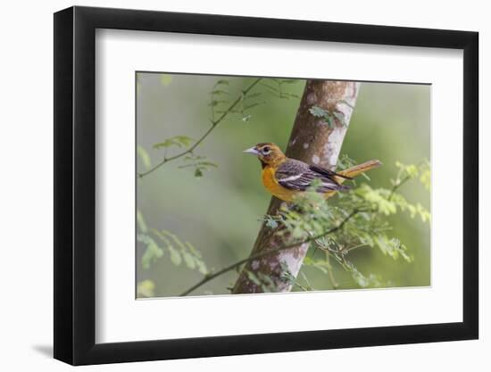 Female Orchard oriole, South Padre Island, Texas-Adam Jones-Framed Photographic Print