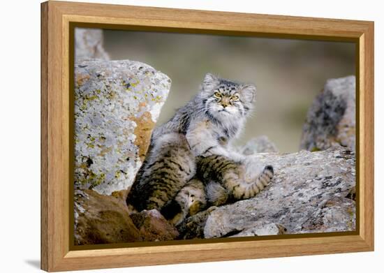 Female Pallas's cat suckling four young kittens, Mongolia-Paul Williams-Framed Premier Image Canvas