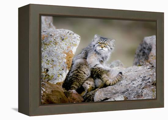 Female Pallas's cat suckling four young kittens, Mongolia-Paul Williams-Framed Premier Image Canvas