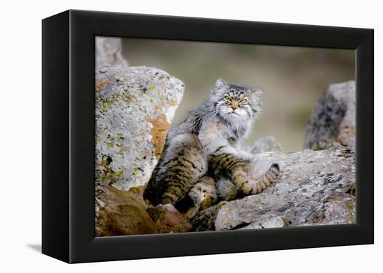 Female Pallas's cat suckling four young kittens, Mongolia-Paul Williams-Framed Premier Image Canvas