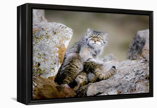 Female Pallas's cat suckling four young kittens, Mongolia-Paul Williams-Framed Premier Image Canvas