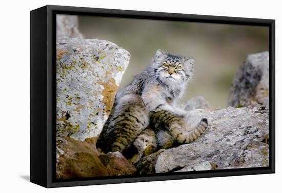 Female Pallas's cat suckling four young kittens, Mongolia-Paul Williams-Framed Premier Image Canvas