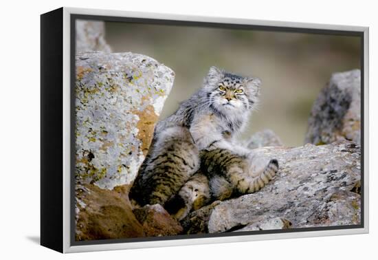 Female Pallas's cat suckling four young kittens, Mongolia-Paul Williams-Framed Premier Image Canvas