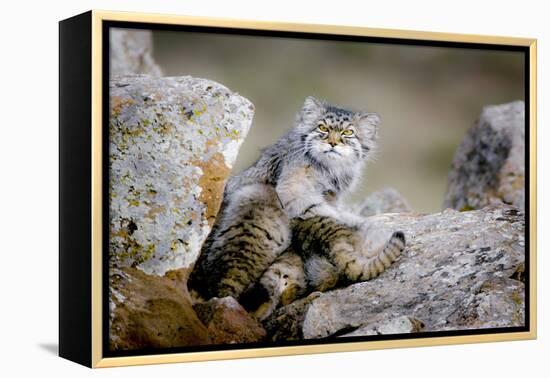 Female Pallas's cat suckling four young kittens, Mongolia-Paul Williams-Framed Premier Image Canvas