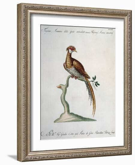 Female Pheasant from Antecendent Species (Phasianus Foemina Antecedentis)-null-Framed Giclee Print