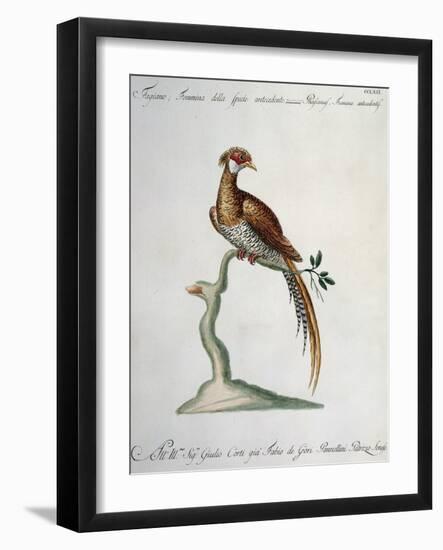 Female Pheasant from Antecendent Species (Phasianus Foemina Antecedentis)-null-Framed Giclee Print