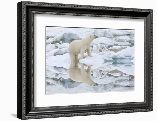 Female Polar Bear Reflecting in the Water (Ursus Maritimus)-Gabrielle and Michel Therin-Weise-Framed Photographic Print