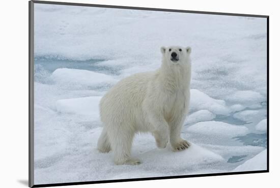Female Polar bear (Ursus maritimus) walking on pack ice, Svalbard Archipelago, Barents Sea, Arctic,-G&M Therin-Weise-Mounted Photographic Print