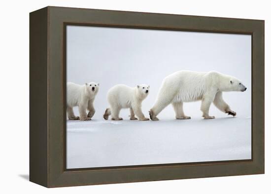 Female polar bear with two cubs walking across snow, Canada-Danny Green-Framed Premier Image Canvas